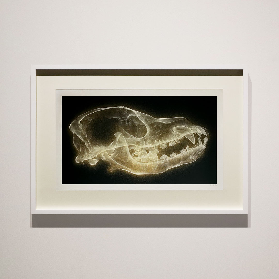 Shok-1 ‘Dog Skull (White Gold)’ - Image 2